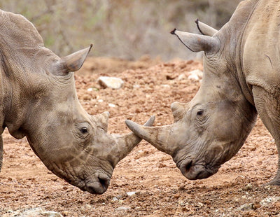 Rhinos! They rhock.